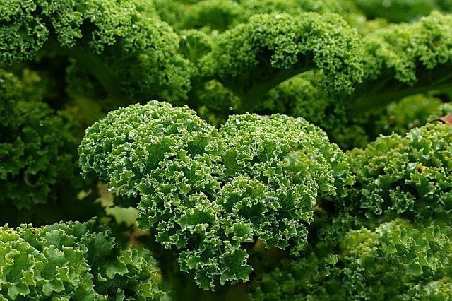 Junk Food Kale