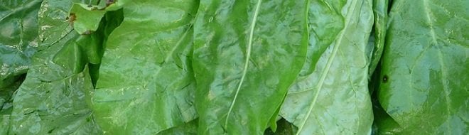 Calcium-rich foods spinach