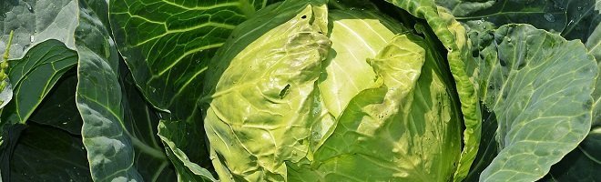 Foods that improve skin health cabbage