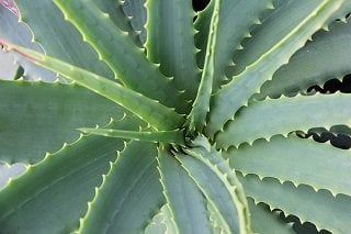 Heart Healthy Foods Aloe Vera