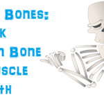 connect muscle to bone