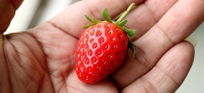 strawberry nutrition