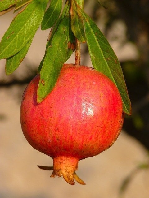 Healthy Eating Plan for Your Complexion Pomegranate