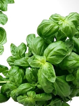 5 Everyday Herbs to Fight Indigestion