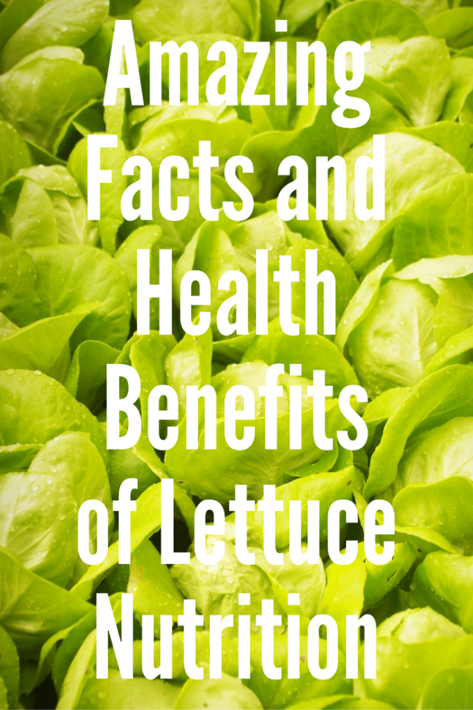 Amazing Facts and Health Benefits of Lettuce Nutrition