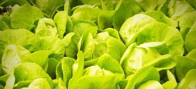 lettuce benefits