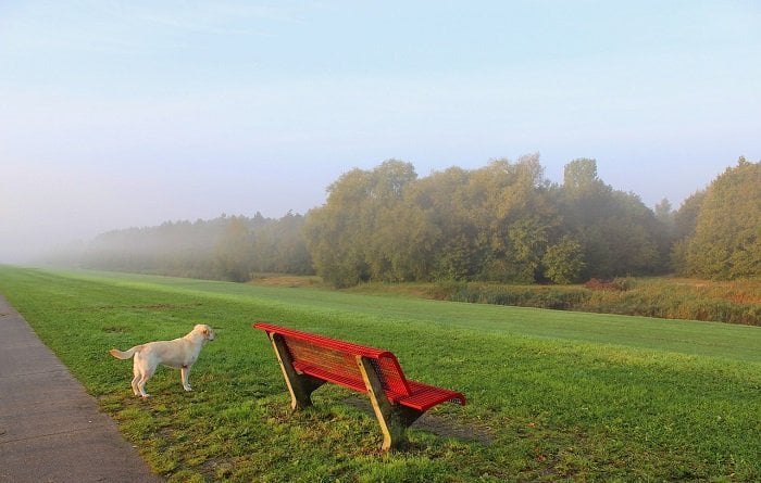 best hiking with dogs