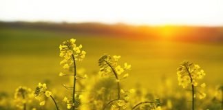 The Nutritional Benefits of Rapeseed that You Need to Know