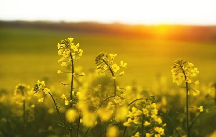The Nutritional Benefits of Rapeseed that You Need to Know