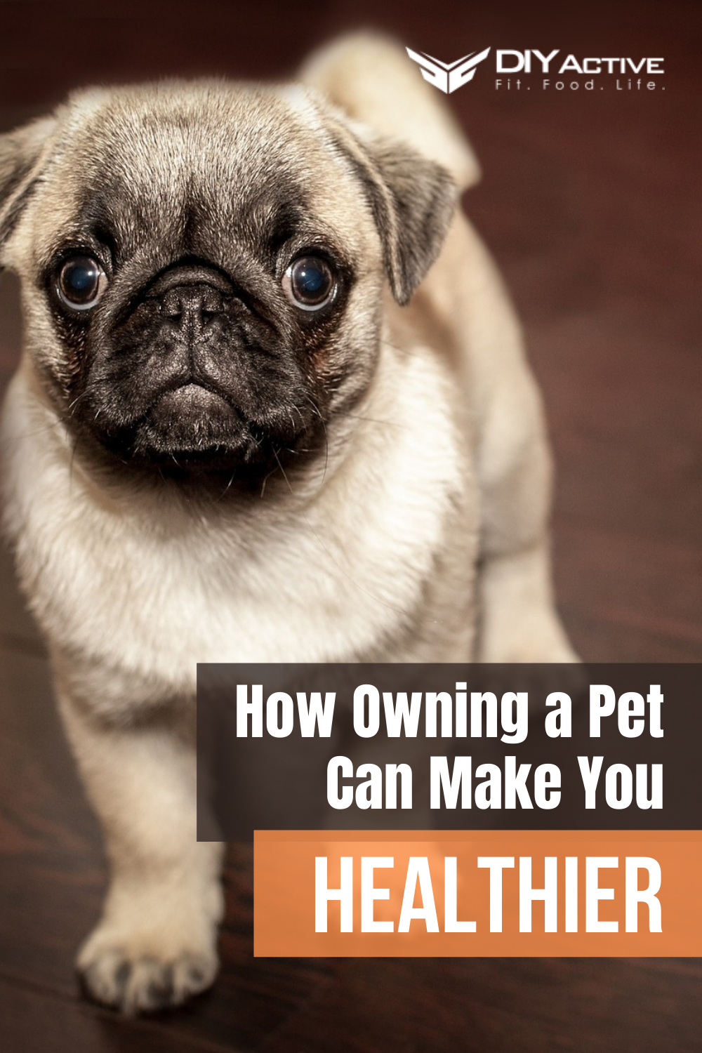 How Owning a Pet Can Make You Healthier