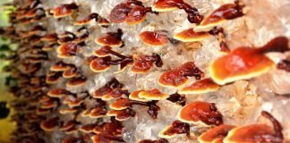 What Are the Most Common Reishi Mushroom Side Effects