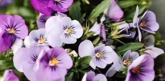 7 Edible Flowers and Their Potential Health Benefits