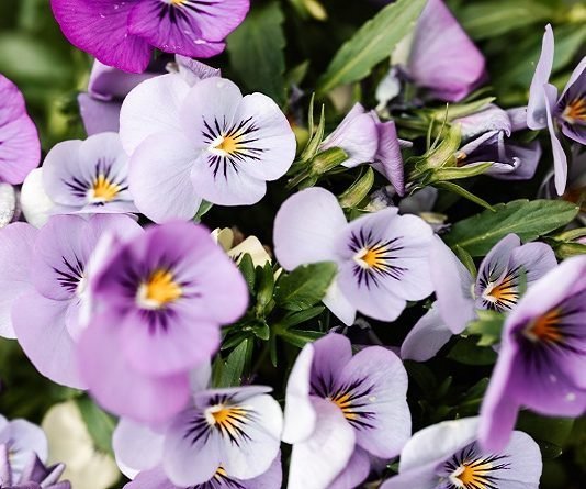 7 Edible Flowers and Their Potential Health Benefits