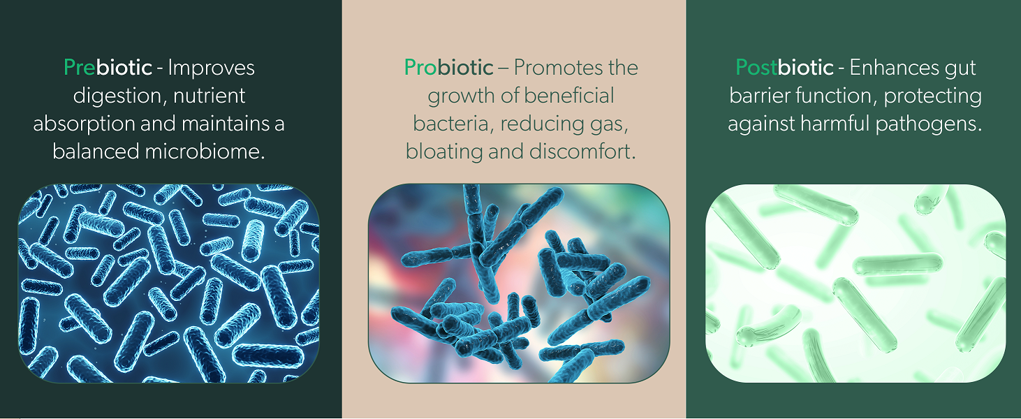 Exploring the World of Probiotics A Beginner's Guide 3